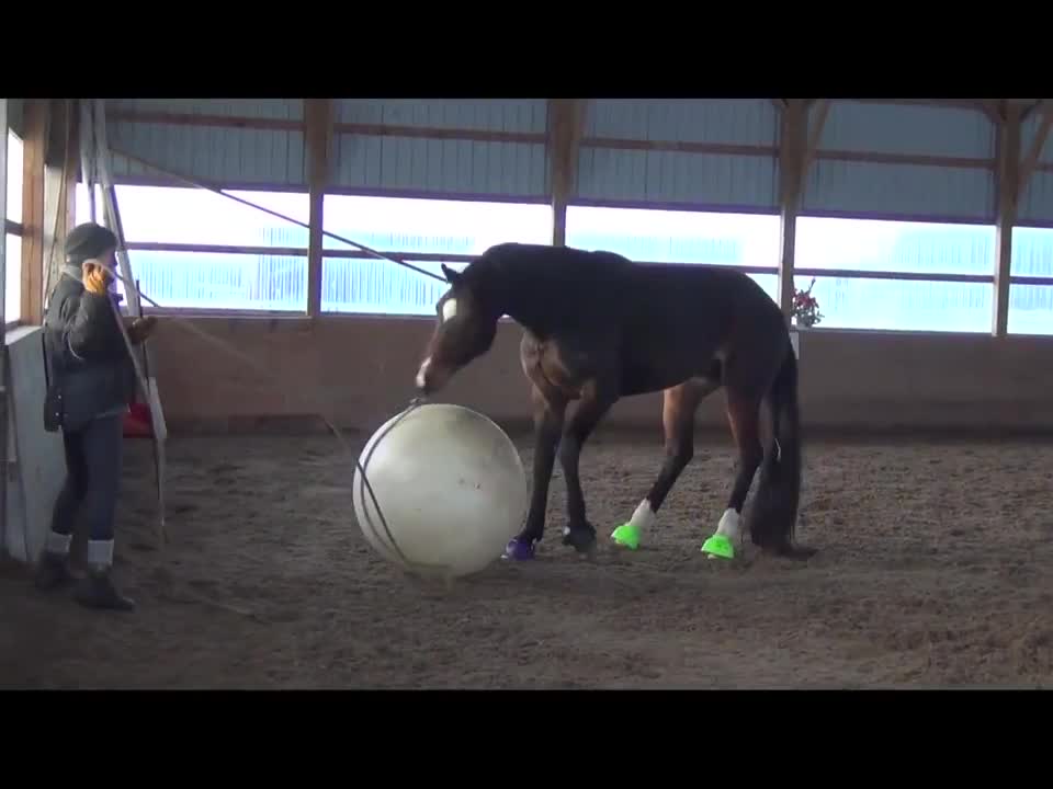 Horse Loves To Play With Giant Ball, Behaves Just Like A Little Puppy