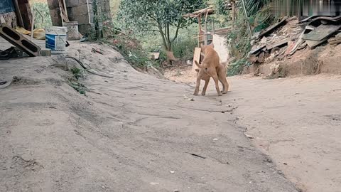 Share the growth video of the pastoral dog
