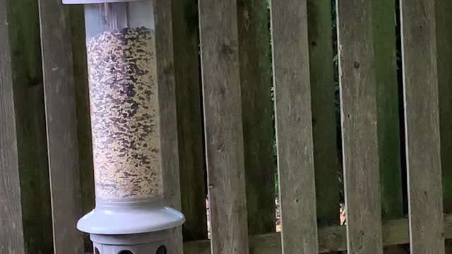 Chestnut-backed Chickadee at Seed Feeder