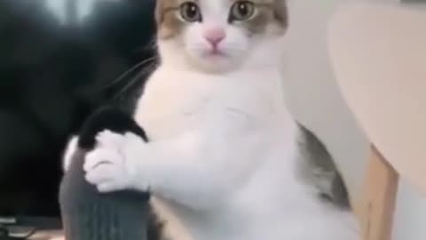 Funy cat video 🐱🥰 #shorts