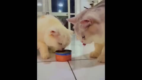 Cute baby animals Videos Compilation cute moment of the animals - Cutest Animals #1