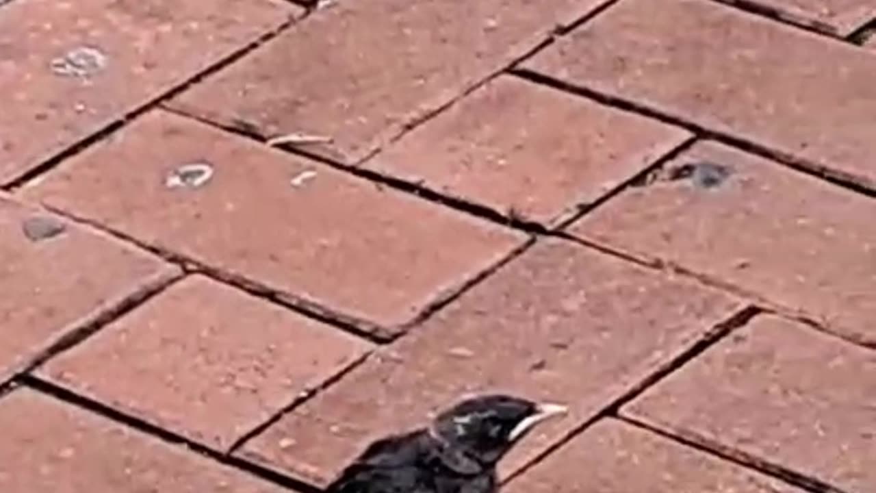 baby bird tried its first flight got grounded #shorts #shortvideo