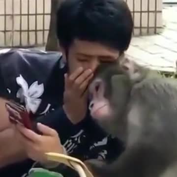 I Am A Monkey Fan