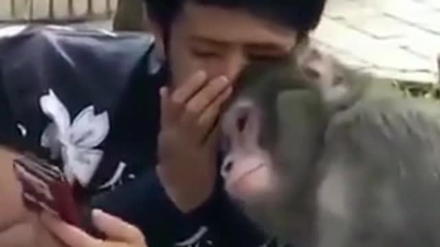 I Am A Monkey Fan