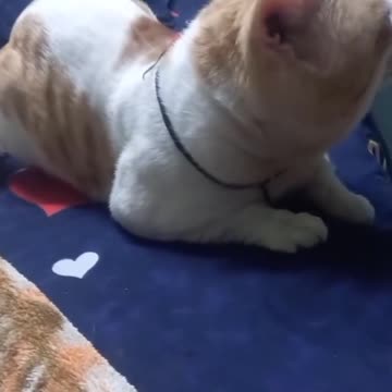 Laddo cat telling to mom 😺