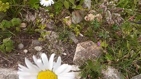 White daisy, one of the plateau flowers.