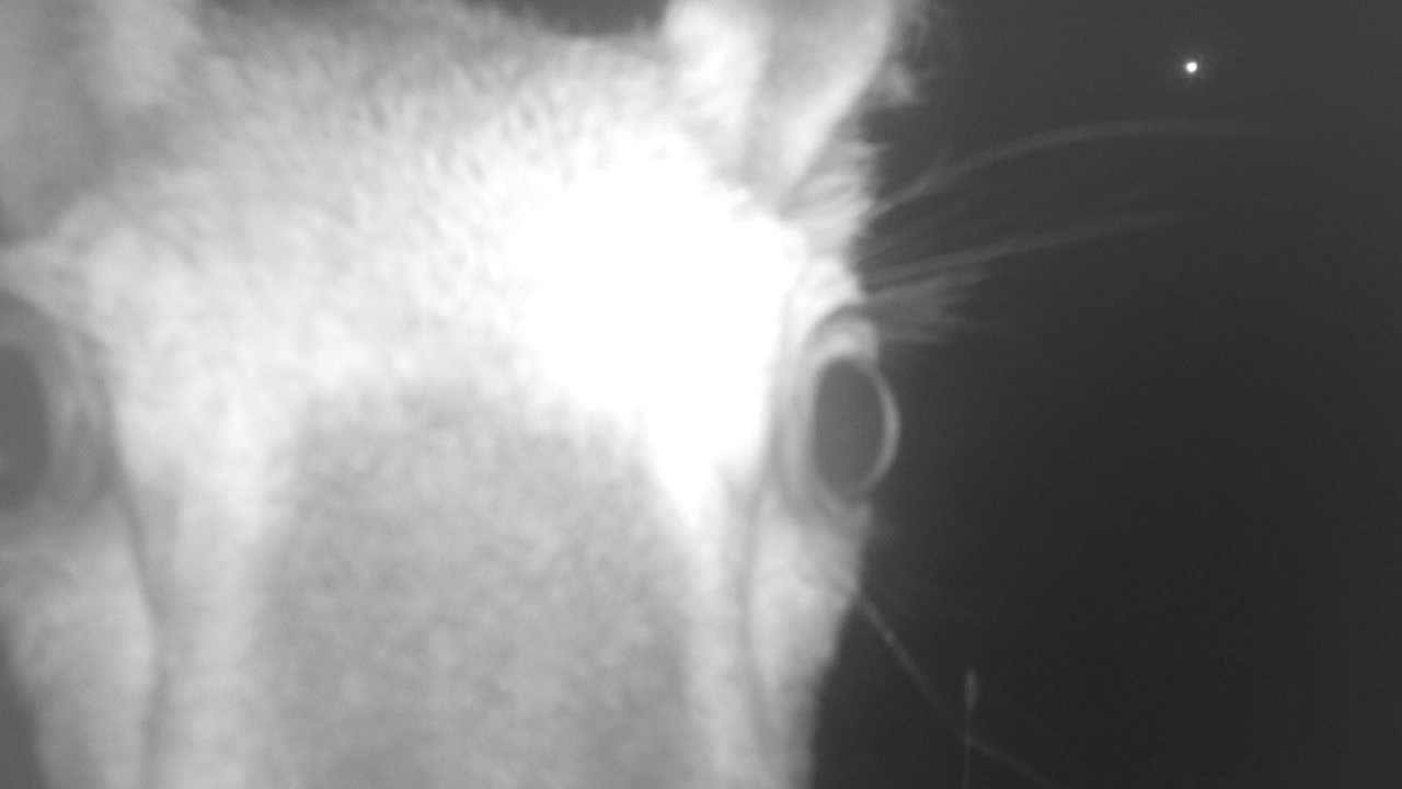 Close up deer on trail cam