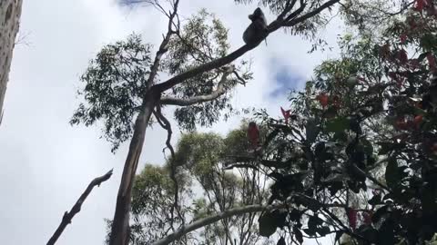 Male Koala Vs Female Koala