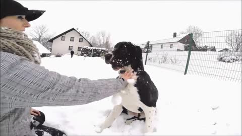 Elmo the German Mastiff (Go pro)