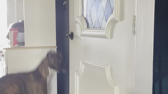 Boxer Pup Figures Out How to Open Garage Door