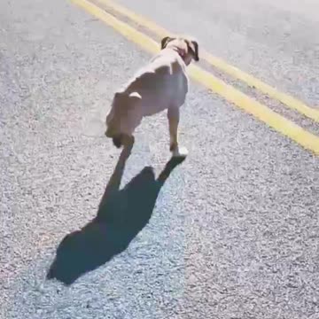 Watch what happens to an army-trained dog after its legs are amputated