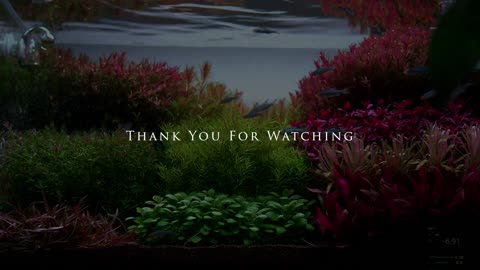Top 3 Aquarium plants