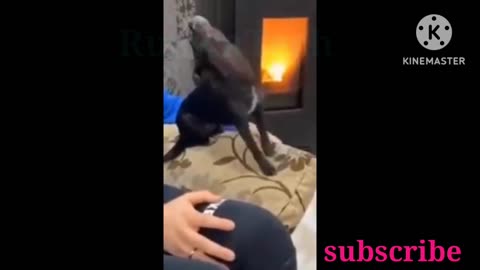Funny animal videos