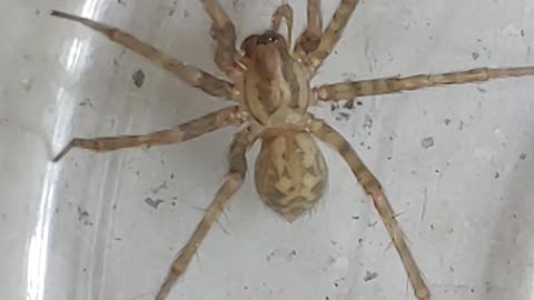 A late evening guest found in the kitchen sink.