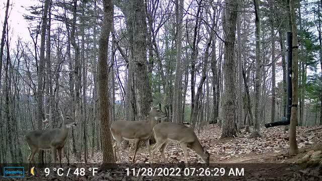 The Woods – 11/28/2022