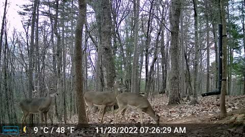 The Woods – 11/28/2022