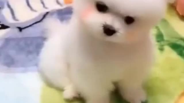 CUTE little puppy dances with a little Angel's song. #shorts