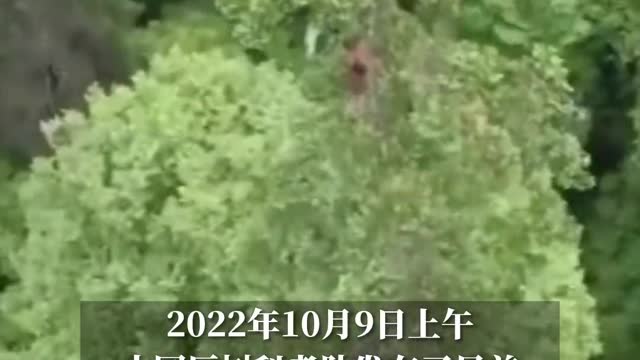 First comprehensive test of climbing giant tree in China was completed.