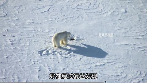 World Funny Commentary #Polar Bear