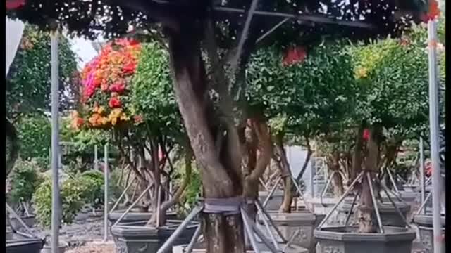 Chơi mấy cây bé bé như này ko lo mấy bác hoa tặc nhổ về chăm dùm