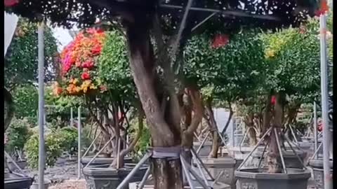 Chơi mấy cây bé bé như này ko lo mấy bác hoa tặc nhổ về chăm dùm