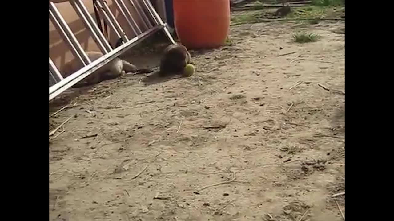 Puppy discovers tennis ball, finds new favorite toy