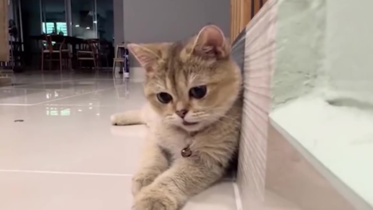 Funny animals๐๐๐