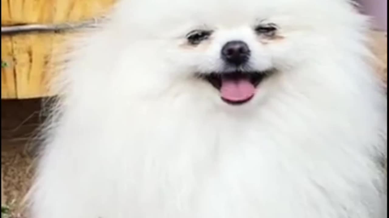 Funny dog