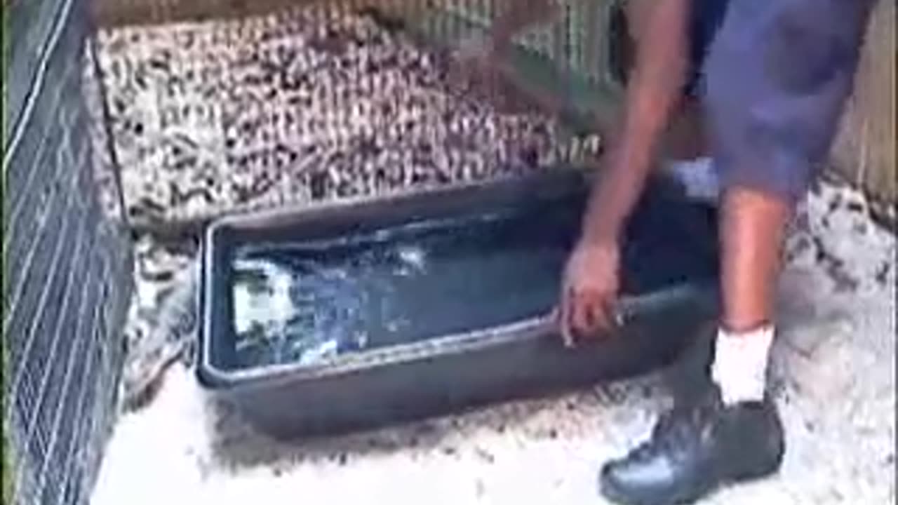 Wildlife Expert Catches a ALLIGATOR