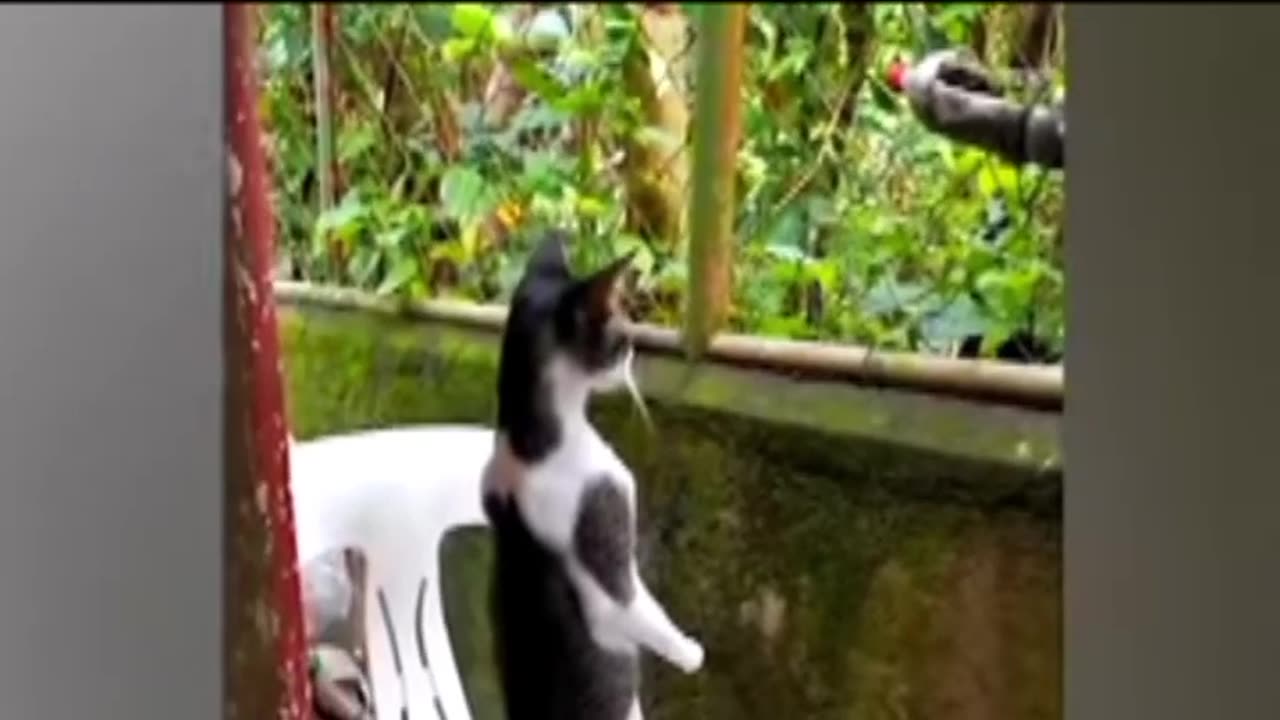 #ganjingworld#GJW#Pets#cat#cute#homur