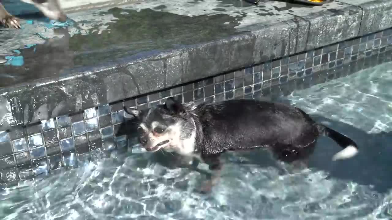 Teaching my dogs how to swim