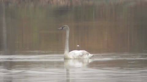 432 - Swan And Gull Pass In The Sunshine