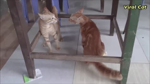 The Crazy cat..Fighting.