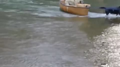 Animals That Saves Lives❤️