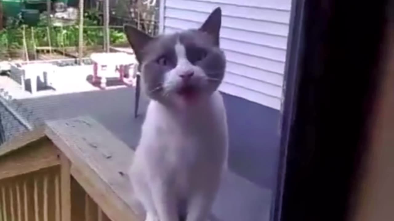 Angry cat humming.