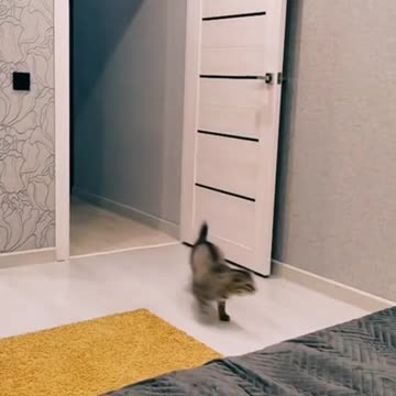 Funny Animals Shorts 199 :-) cat & berries 😂 Cats Dogs Pets laugh viral video