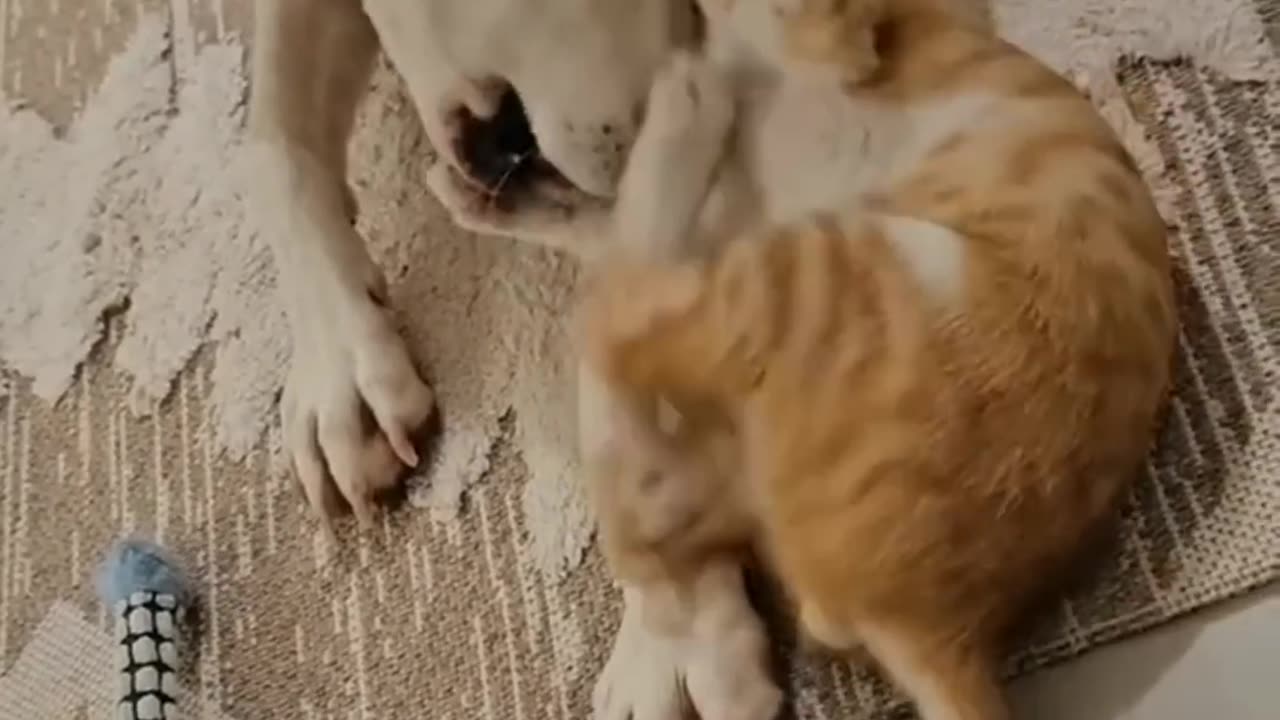 CATS vs DOGS 🐱🐶 New Funniest Animals Videos 2023 😂