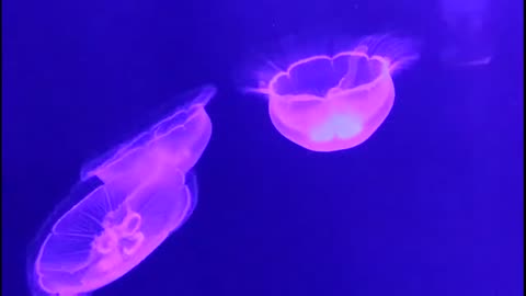 Underwater life in the ocean