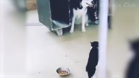 Best Funny Cat Video :D