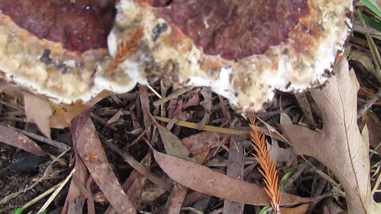 Possible oyster mushrooms #2