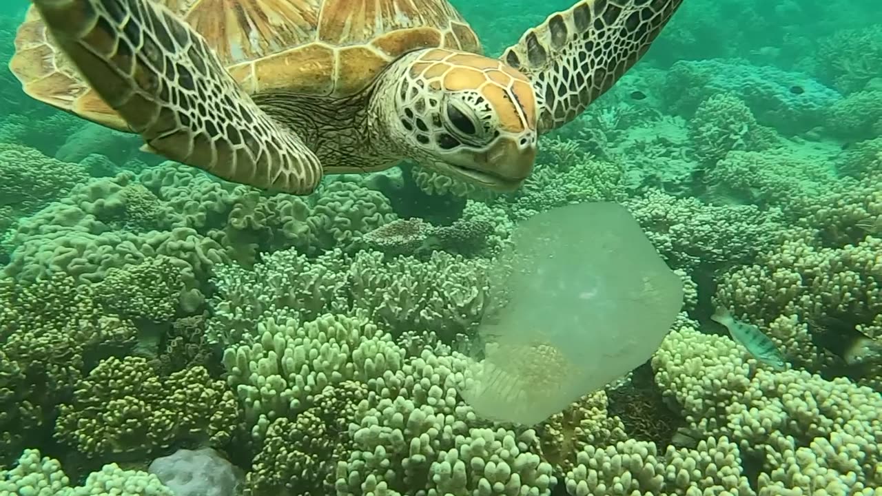 Sea Turtle Snacks on a Jellyfish