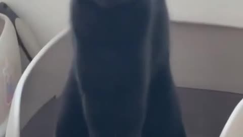 Cat makes angry face while pooping