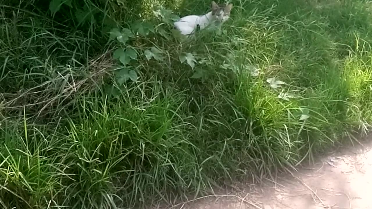 Cat from road