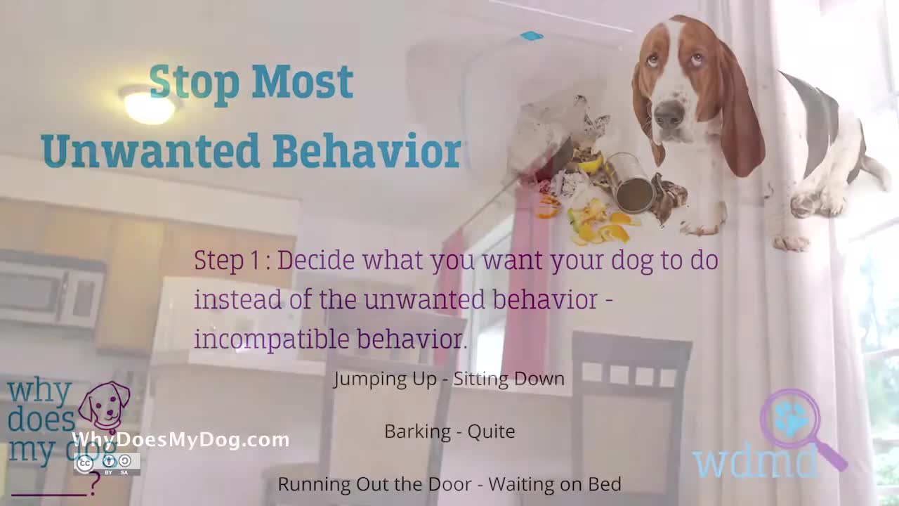 Dog Training Basics Understanding Positive Reinforcement