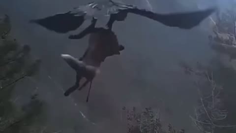 Eagle lifting dead FOX