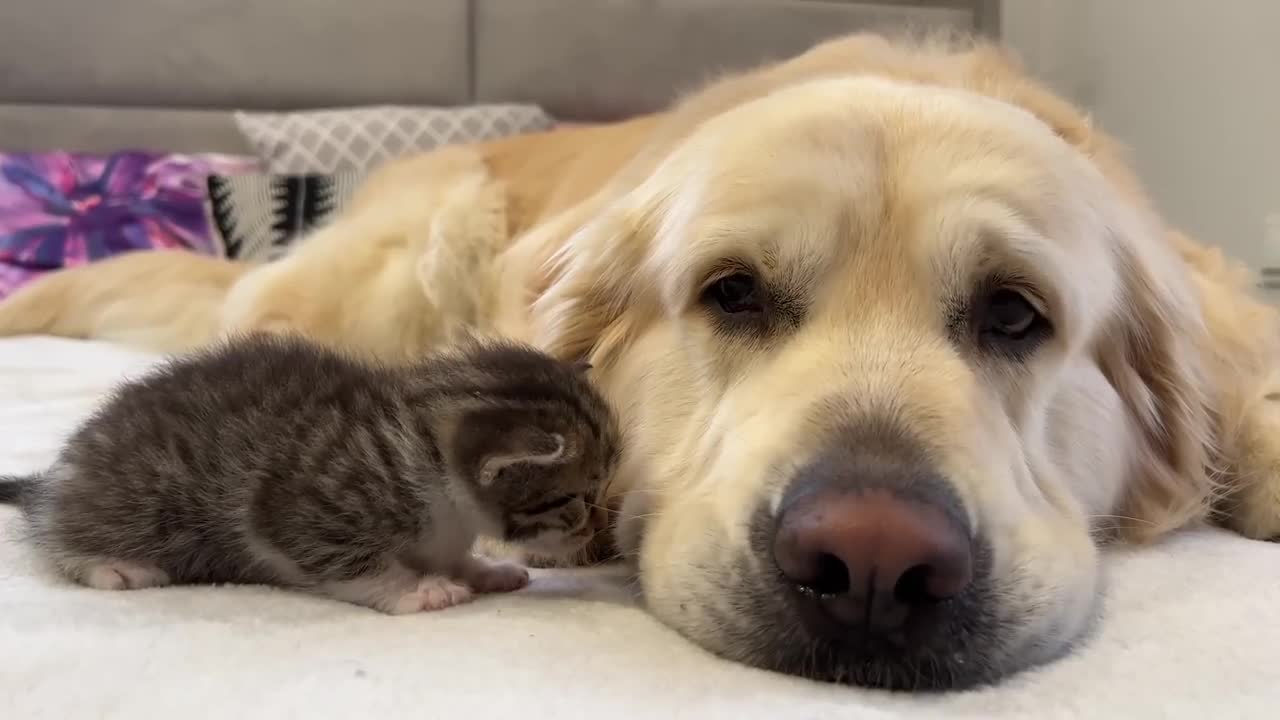 Tiny Kitten Loves a Golden Retriever