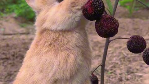 Cute Funny rabbit fun eating