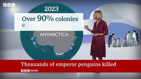 Thousands of emperor penguins killed in the Antarctic - BBC News