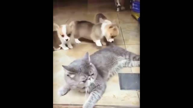 Cats Funny Moments