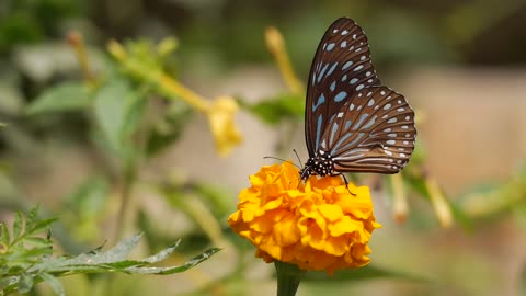 The laborious butterfly